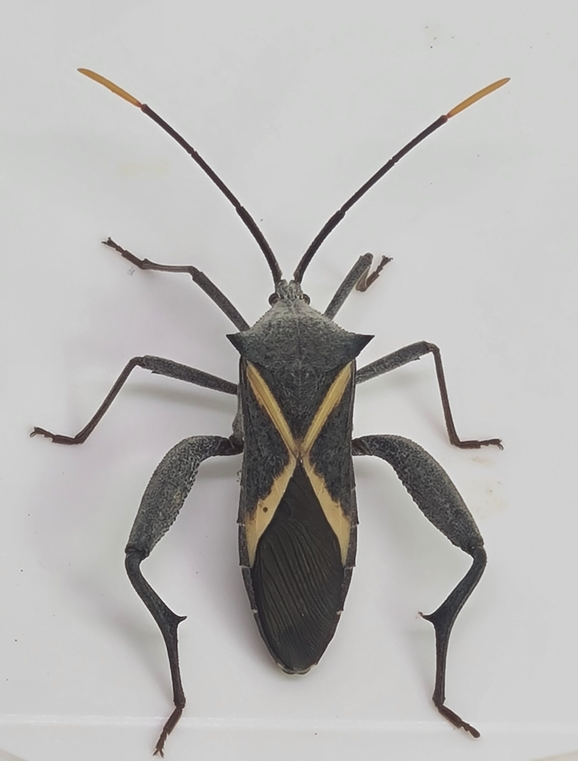 Crusader Bug Mictis Profana Outback Bugs